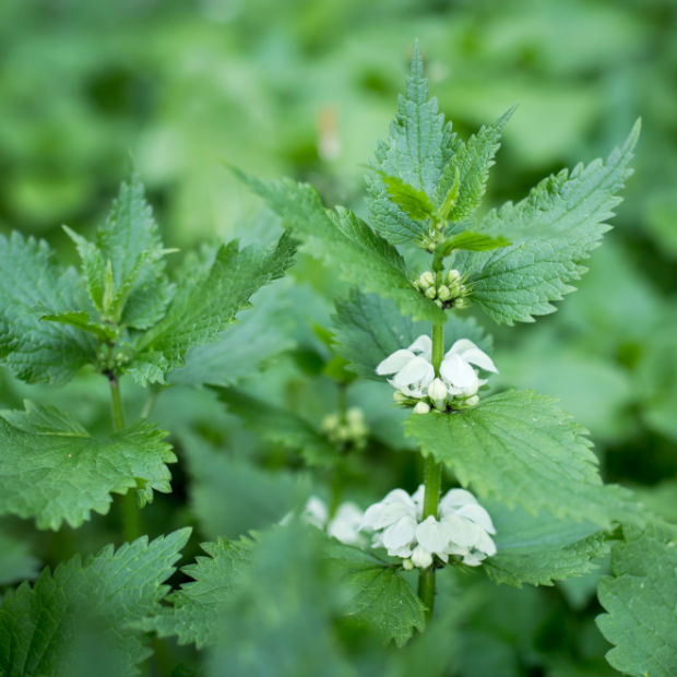 With its natural anti-inflammatory  and regenerative properties, it  soothes the scalp and promotes hair growth by improving blood circulation and delivering essential nutrients for optimal hair health. White nettle regulates sebum production, combats dandruff, and thickens fine hair.