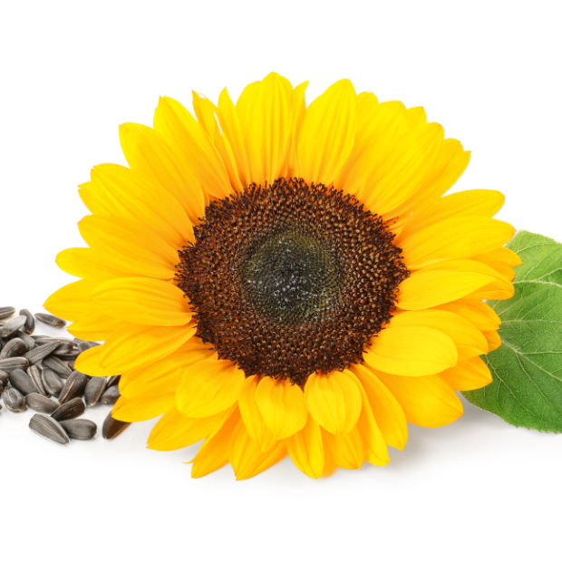 High in essential fatty acids and vitamin E, sunflower oil nourishes and protects hair while enhancing natural softness and shine.