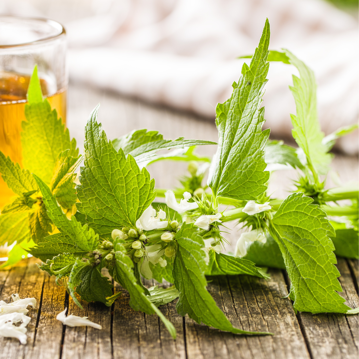 With anti-inflammatory and regenerative properties, it soothes the scalp, boosts circulation, delivers nutrients, regulates sebum, and thickens fine hair.